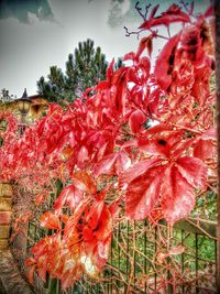 Close-up of red flowers