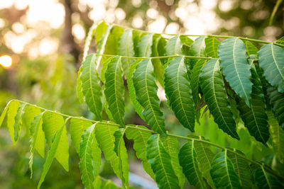 New top leaf of neem plant. azadirachta indica - a branch of neem tree leaves. natural medicine.