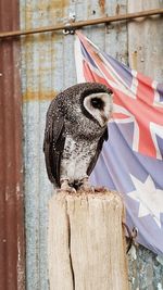 Close-up of owl perching on wooden post