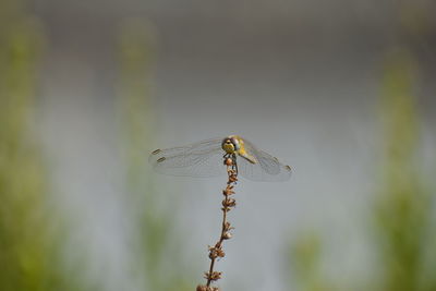 Close-up of dragonfly on plant