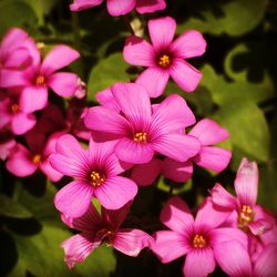 Close-up of pink flowers