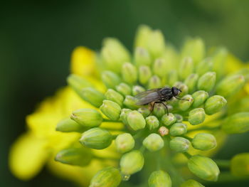 Close-up of insect on flower