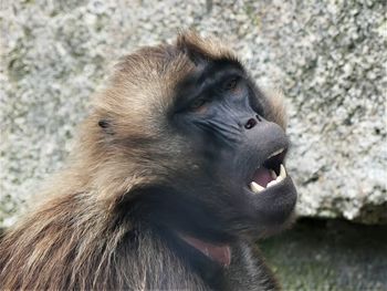 Close-up of a monkey looking away