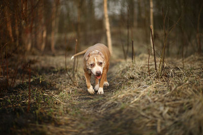 Portrait of dog running on dirt road