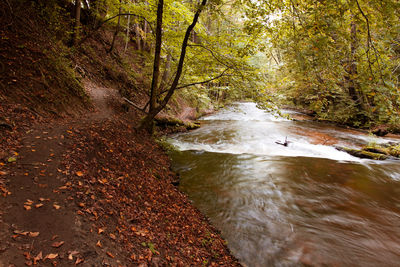 River flowing amidst trees in forest