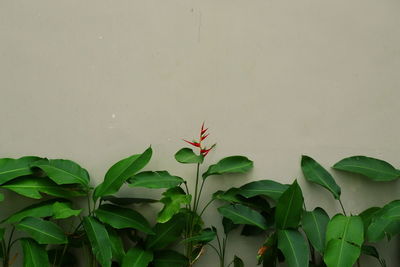 Close-up of red flowering plant against wall