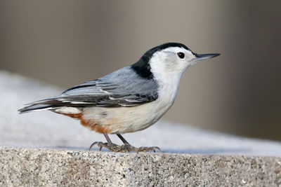 Close-up of bird perching on retaining wall