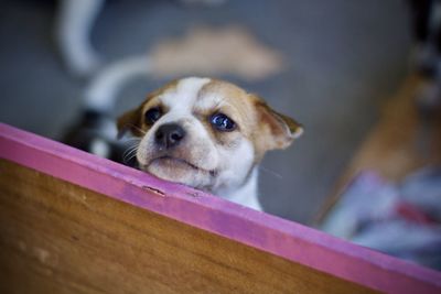 Close-up of puppy looking away