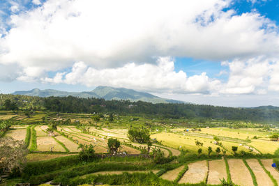 Scenic view of agricultural field against sky