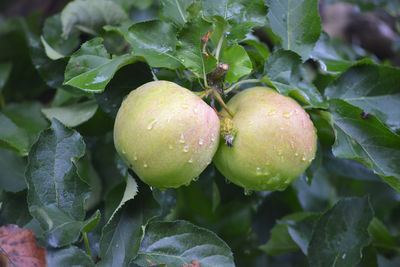 Close-up of fruits on tree