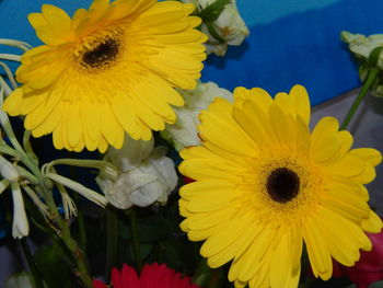 Close-up of fresh yellow flower blooming in garden