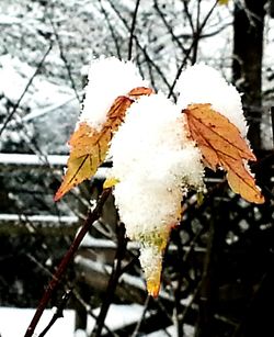 Close-up of snow on tree during winter