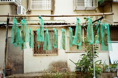 Taiwanese bacon drying out