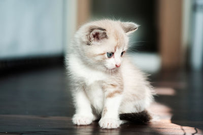 White cute kitten sadly looks at a toy.