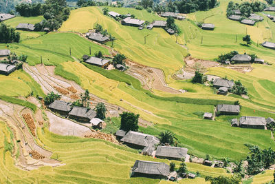 High angle view of rice terraced field