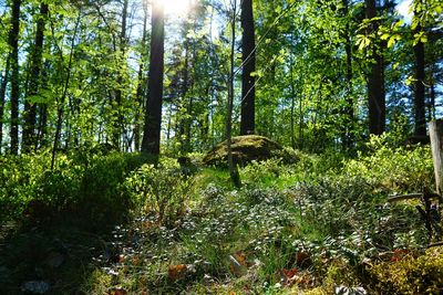 Trees in forest