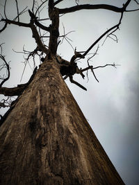 Low angle view of a tree