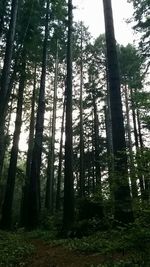 Low angle view of trees in forest