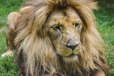Close-up portrait of a cat