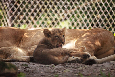 Baby african lion cub panthera leo nursing from its mother lioness.