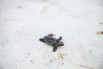 High angle view of insect on sand