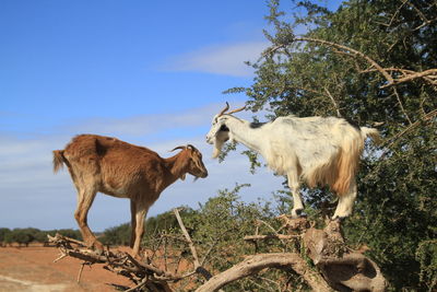 Low angle view of giraffe standing on field against sky