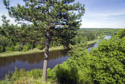 Scenic view of lake and trees in forest