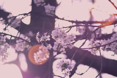 Close-up of pink flowers on tree