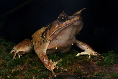 Close-up of lizard