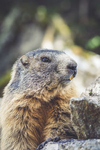 Close-up of an animal looking away