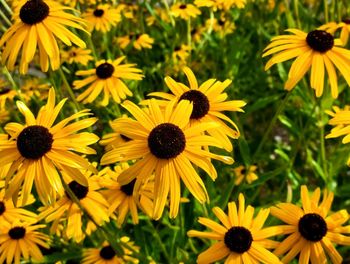 Close-up of yellow daisy flowers