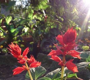 Close-up of red flower