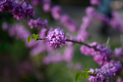 Close-up of pink flowering plant