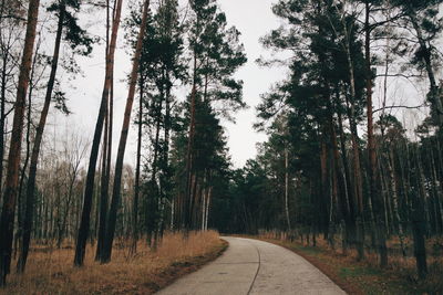 Empty narrow road along trees