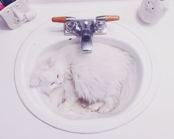 High angle view of cat in sink