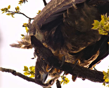 Low angle view of bird perching on branch