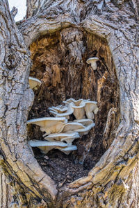 Low angle view of mushrooms on tree trunk