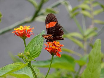 Butterfly on orange flower blooming outdoors