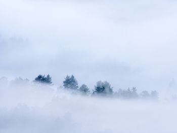 Trees against sky during winter