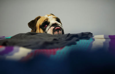 Close-up portrait of a dog