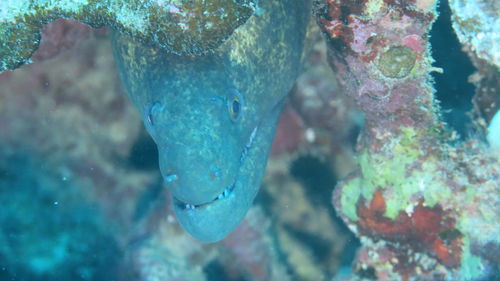 Close-up of fish swimming in sea