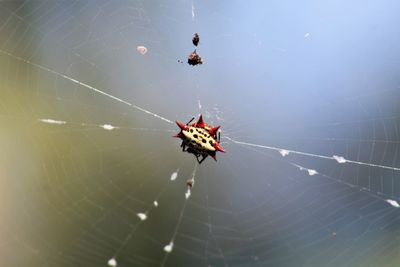Spider on web
