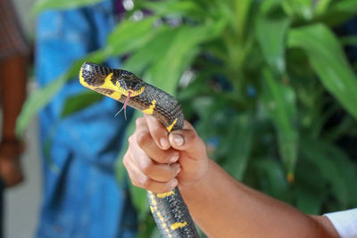 Close-up krait snake is looking at me