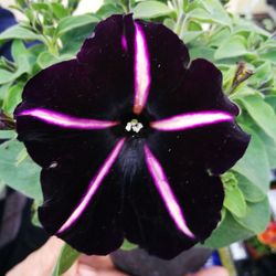 Close-up of purple flower