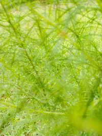 Full frame shot of plants