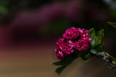 Close-up of pink rose flower