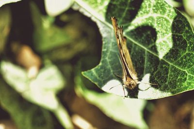 Close-up of insect on leaf