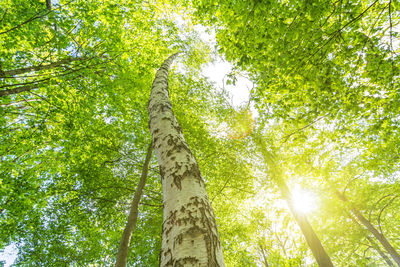 Low angle view of trees against sky