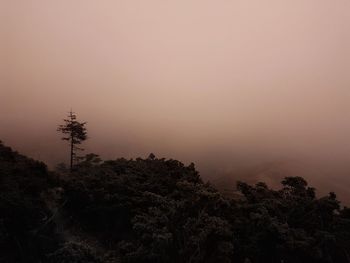Silhouette trees and plants against sky during sunset