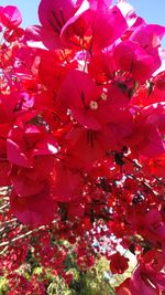 Close-up of red flowering plant